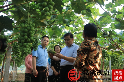 郯城县高峰头镇：蒲汪葡萄熟了