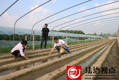 郯城县高峰头镇：“田园经济”助力“乡村振兴”