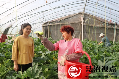 高峰头镇蔡圩后村：巾帼能人女黄荣　瓜菜园里显本领