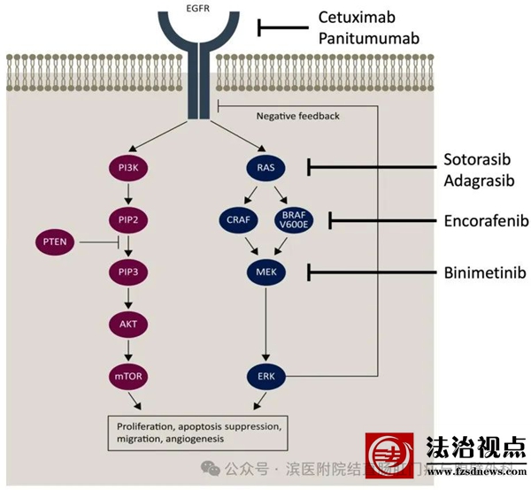 精准打击癌细胞！滨医附院结直肠疝外科引领晚期肠癌治疗新浪潮