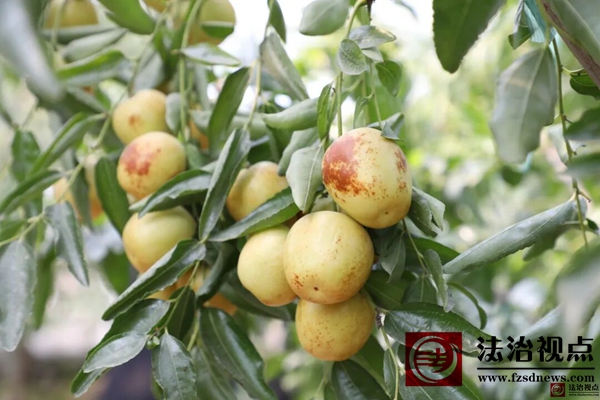 【甜蜜经济 暖沁心间】海丰街道：后牛冬枣