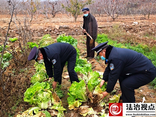 11月27日，枣庄市公安局山亭分局水泉派出所民辅警帮助辖区化石岭村村民抢收白菜。.jpg