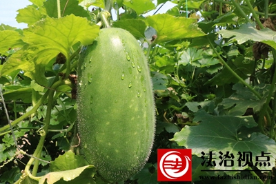 蔡圩后蔬菜 018.JPG