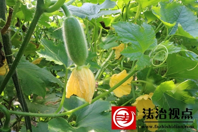 蔡圩后蔬菜 028.JPG